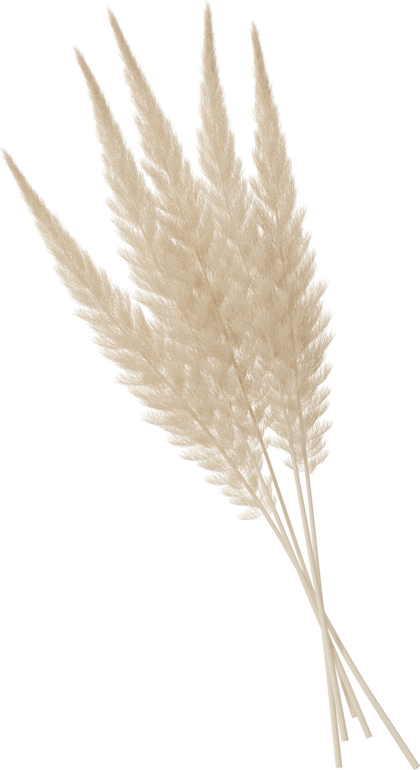 pampas grass